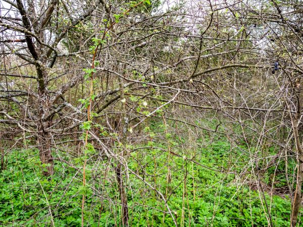 Cost of Underbrush Clearing in Daphne