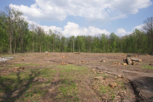 Cost of Pasture Clearing in Daphne