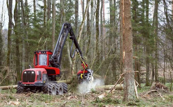 Cost of Forest Clearance Service in Daphne