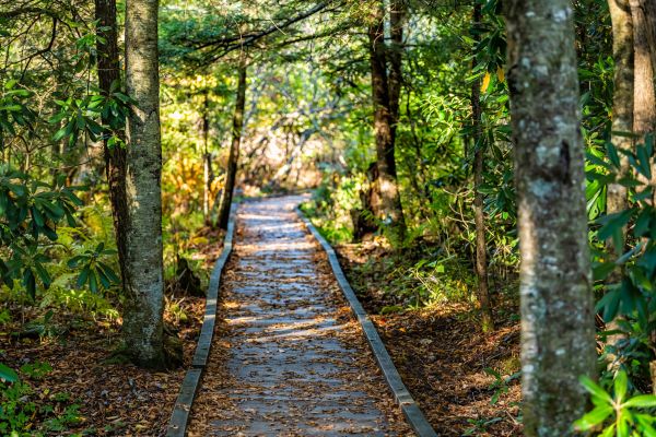 Cost of Trail Clearing in Daphne