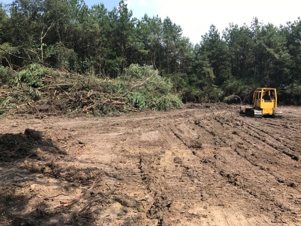 Cost of Thicket Clearing in Daphne